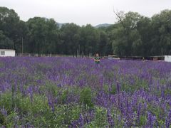 -北京东方普罗旺斯薰衣草庄园