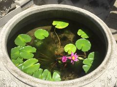 -龙潭水乡