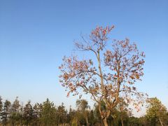 -春花秋色城市公园