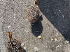 -北京鹿世界主题园