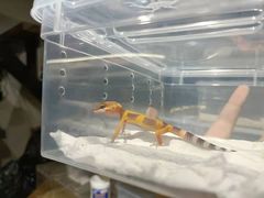 -酷以爬仙阁实体爬宠店·守宫·蜥蜴·专业繁育