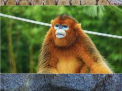 -武汉动物园