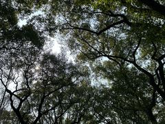 -上海共青森林公园