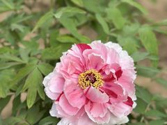 -洛阳市隋唐城遗址植物园