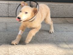 -栢特佳宠宠物医院