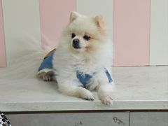 -汪说·狗咖(旺城大厦店)