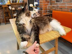 -豆逗聊愈猫阁Easy Life