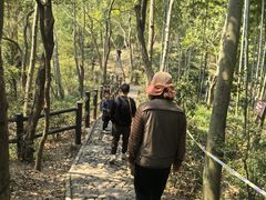 -上海佘山国家森林公园天马山园