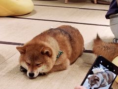 -逗柴咖啡屋·狗咖猫咖宠物桌游