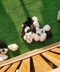 -萌宠亲子动物乐园(槐房万达店)