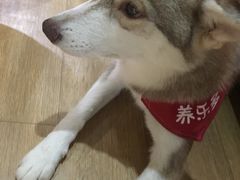 -Husky Go! 哈士奇体验馆·宠物咖啡厅狗咖