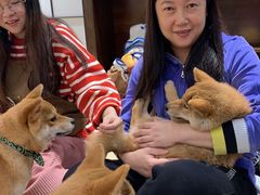 -逗柴咖啡屋·狗咖猫咖宠物桌游