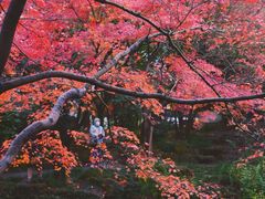 -秋霞圃
