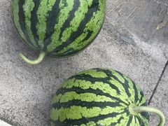 8424西瓜-江杨农产品批发市场