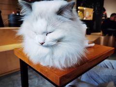-瞄一喵猫咖(格力海岸店)