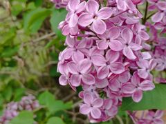 -黑龙江省森林植物园