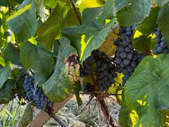 -安德鲁户外烧烤帐篷营地(马泉营店)