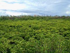 -东寨港红树林旅游区