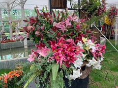 -上海鲜花港