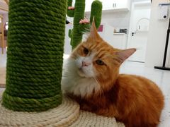 -喵园·猫主题咖啡厅·撸猫·猫咖(国贸店)