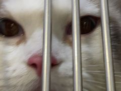 -艾贝尔宠物医院·24H转诊中心·肿瘤猫专科(江宁双龙店)