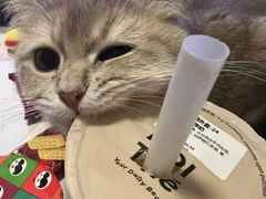 -猫十亿·布偶金渐层·曼基康矮脚猫舍(青年路店)