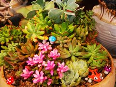 -大自然花鸟鱼虫市场
