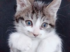 -中农国际动物医院24小时·猫科·骨科·急重症中心