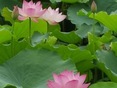 -荔湾湖公园