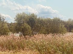 -华侨城湿地公园