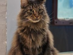 -豆逗聊愈猫阁Easy Life