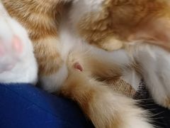 -A猫a狗全科·犬猫异宠·芥西宠物医院(南开总院)