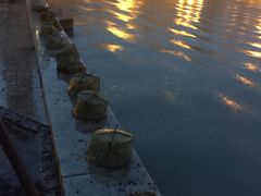 -海河游船-永乐码头(大悲院)