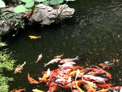 -广州白天鹅宾馆