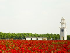 玫瑰花钟楼-南京枫彩漫城