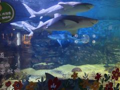 -烟台海昌鲸鲨海洋公园