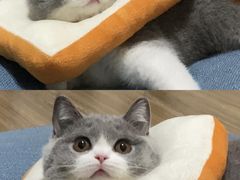 -lincat·猫舍(广州店)