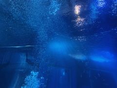 -太平洋海底世界