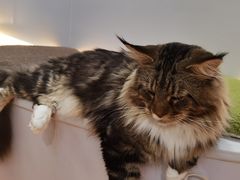 -COLOR PETS 撸猫馆·购猫·猫咖(长风大悦城店)