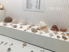 -青岛贝壳博物馆