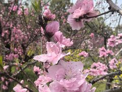 -南汇桃花村