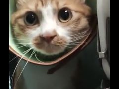 -爱诺耐芙动物医院(万博店)