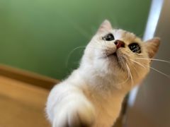 -柯斗斗主题餐厅·狗咖·围炉煮茶·茶饮(国瑞升平里店)