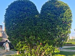 -东莞植物园