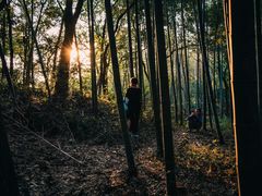 -上海佘山国家森林公园天马山园