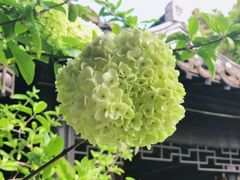 -口岸雕花楼