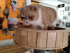 -平行世界·猫咖(首经贸店)