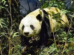 -陕西自然博物馆