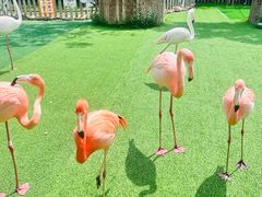 -上海野生动物园老虎餐厅