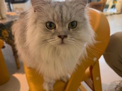-平行世界·猫咖(首经贸店)